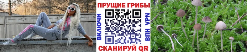 Купить закладки  Ладушкин  Псилоцибиновые грибы Cubensis 